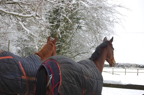 Pilchard and Bella wishing they could go in the fields
