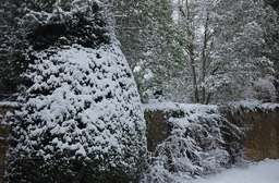 The garden in snow time