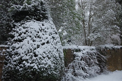 The garden in snow time